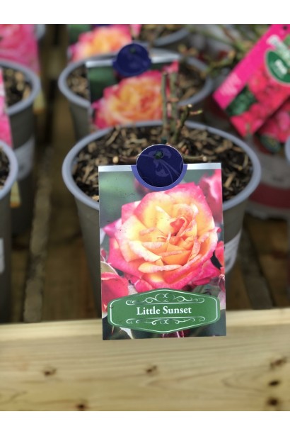 Роза миниатюрная Little Sunset – саженцы в контейнере